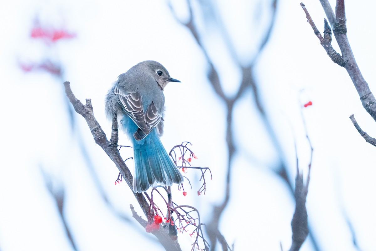 salašník horský - ML647054373