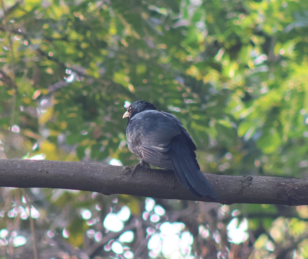 Asian Koel - ML647054376