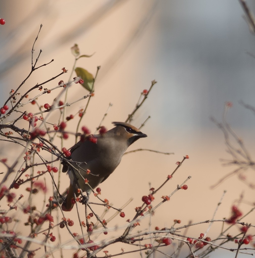 Japanese Waxwing - ML647054378