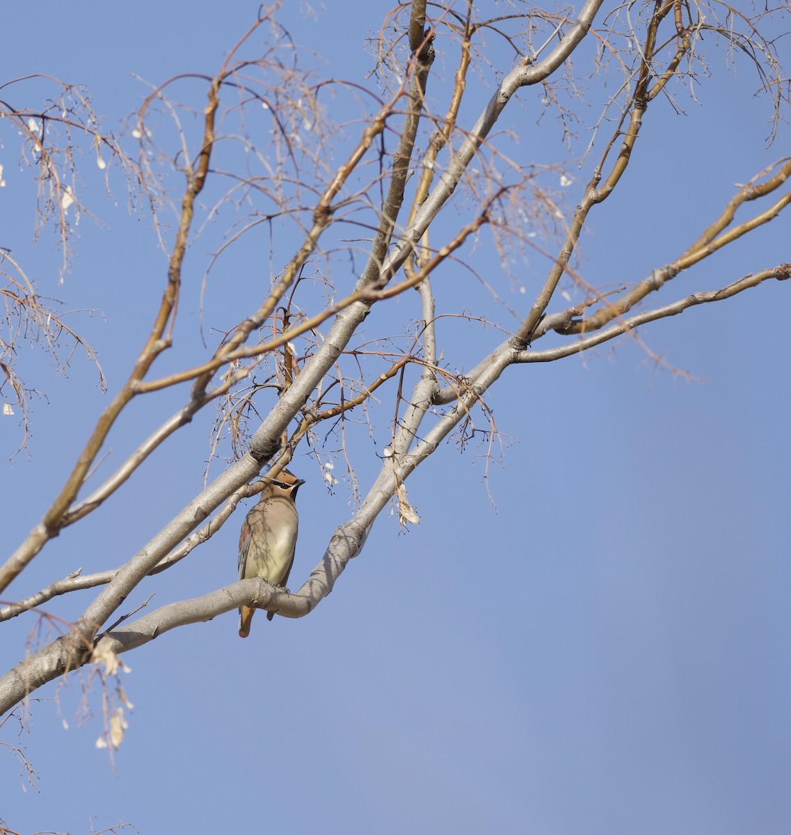 Japanese Waxwing - ML647054379
