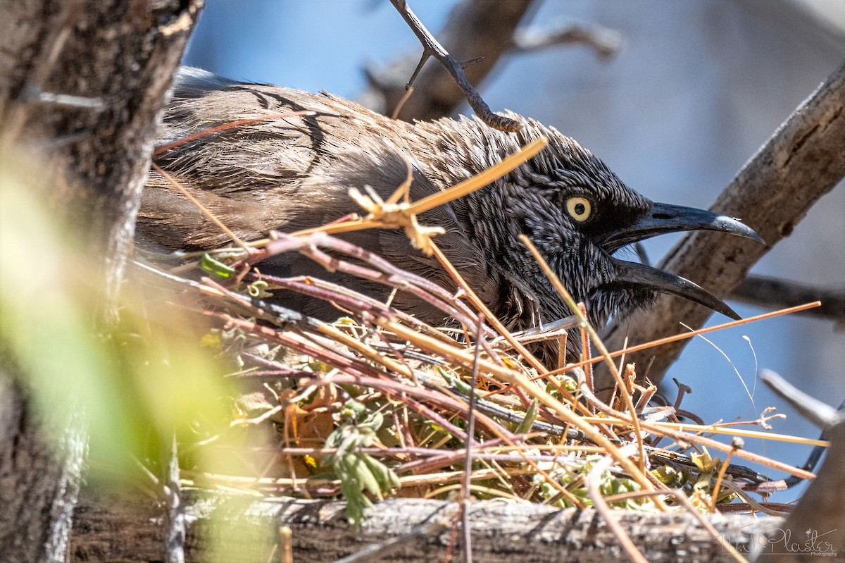 Black-faced Babbler - ML647054383