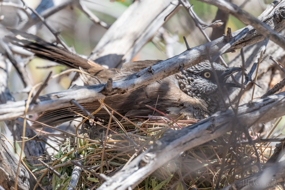 Black-faced Babbler - ML647054384