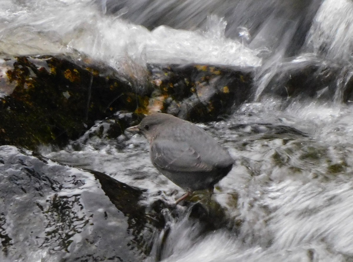 American Dipper - ML647054389