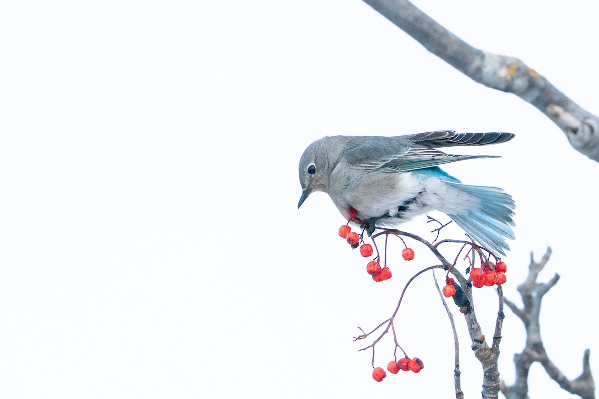 salašník horský - ML647054390