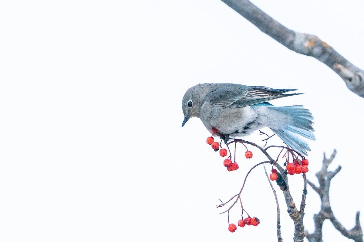 salašník horský - ML647054392