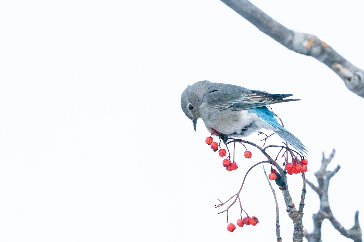 salašník horský - ML647054393