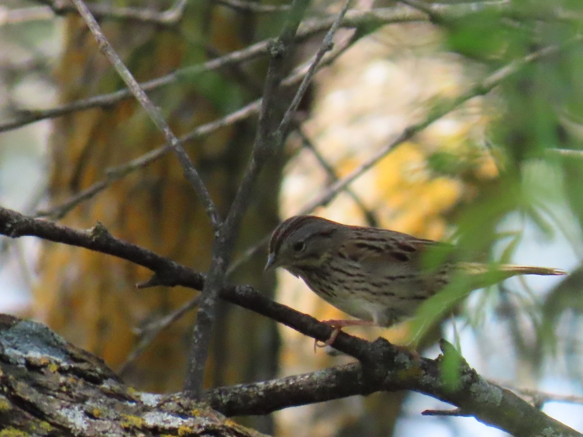 Lincoln's Sparrow - ML647054394