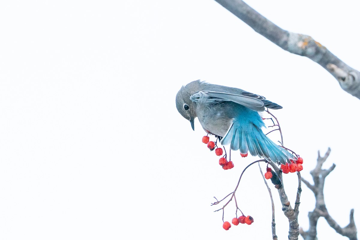 salašník horský - ML647054395