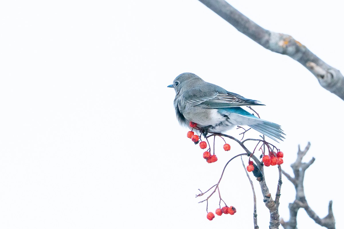 salašník horský - ML647054396