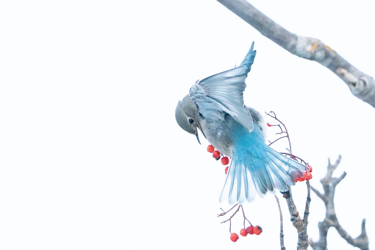 salašník horský - ML647054397