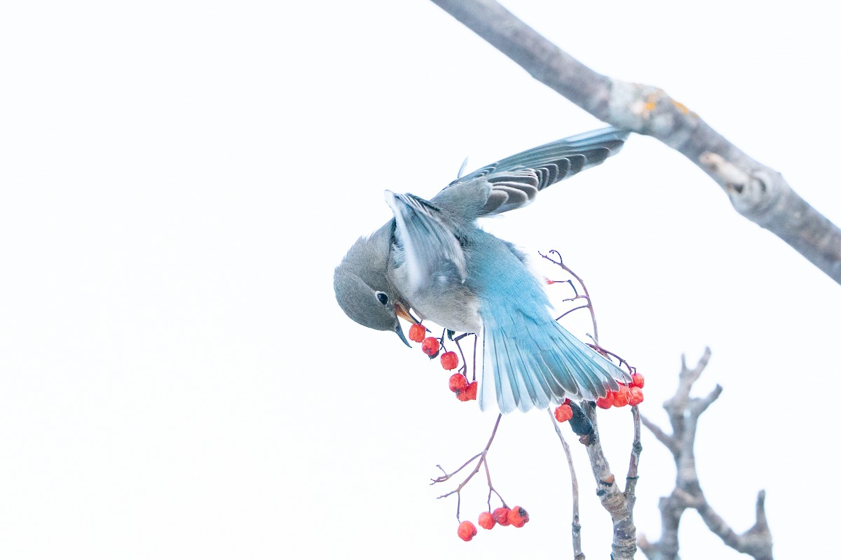 salašník horský - ML647054398