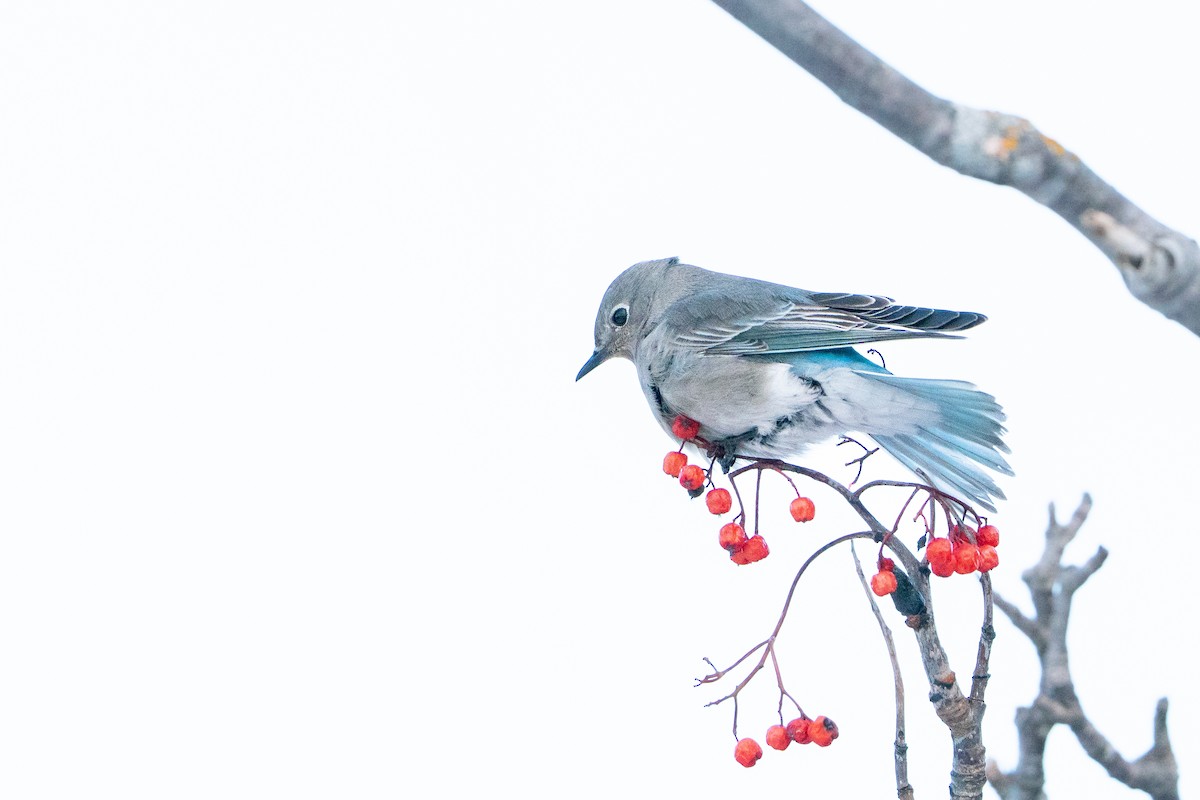 salašník horský - ML647054399