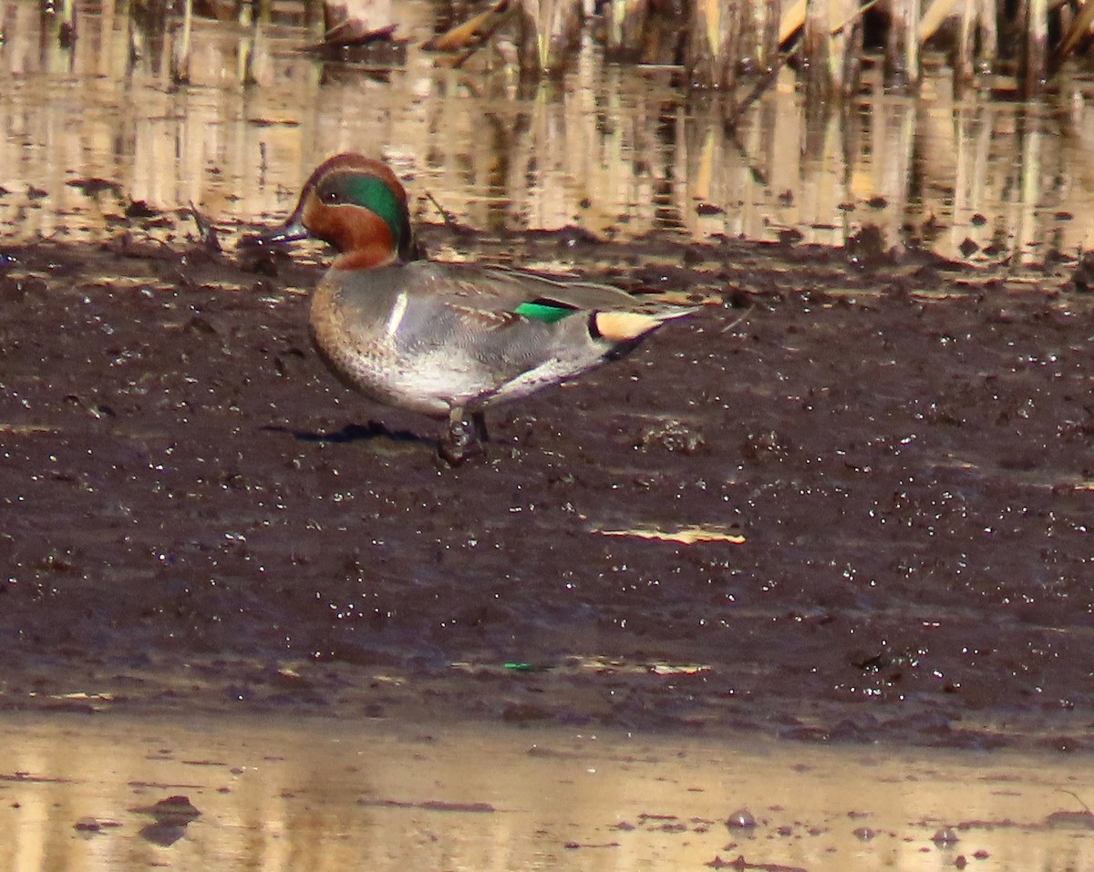 Green-winged Teal - ML647054400
