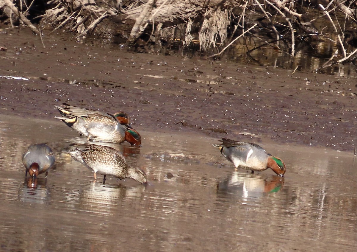 Green-winged Teal - ML647054401