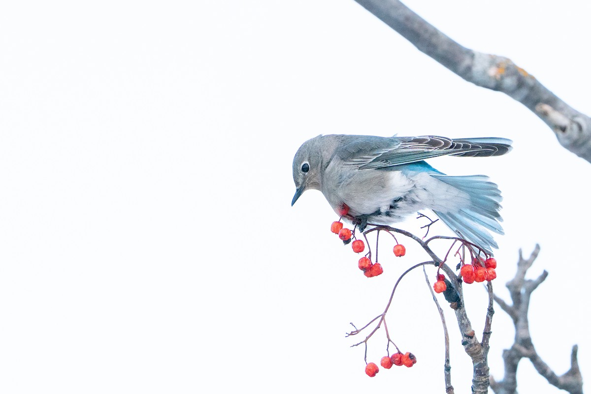 salašník horský - ML647054402