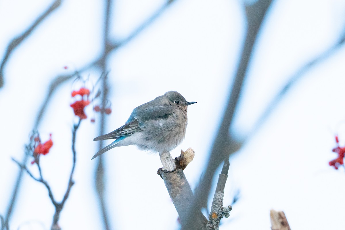 salašník horský - ML647054403