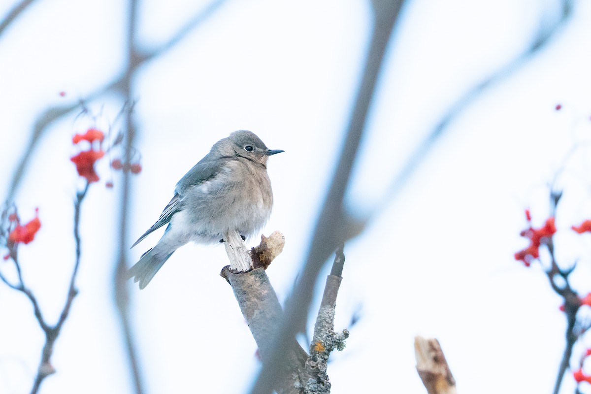 salašník horský - ML647054404