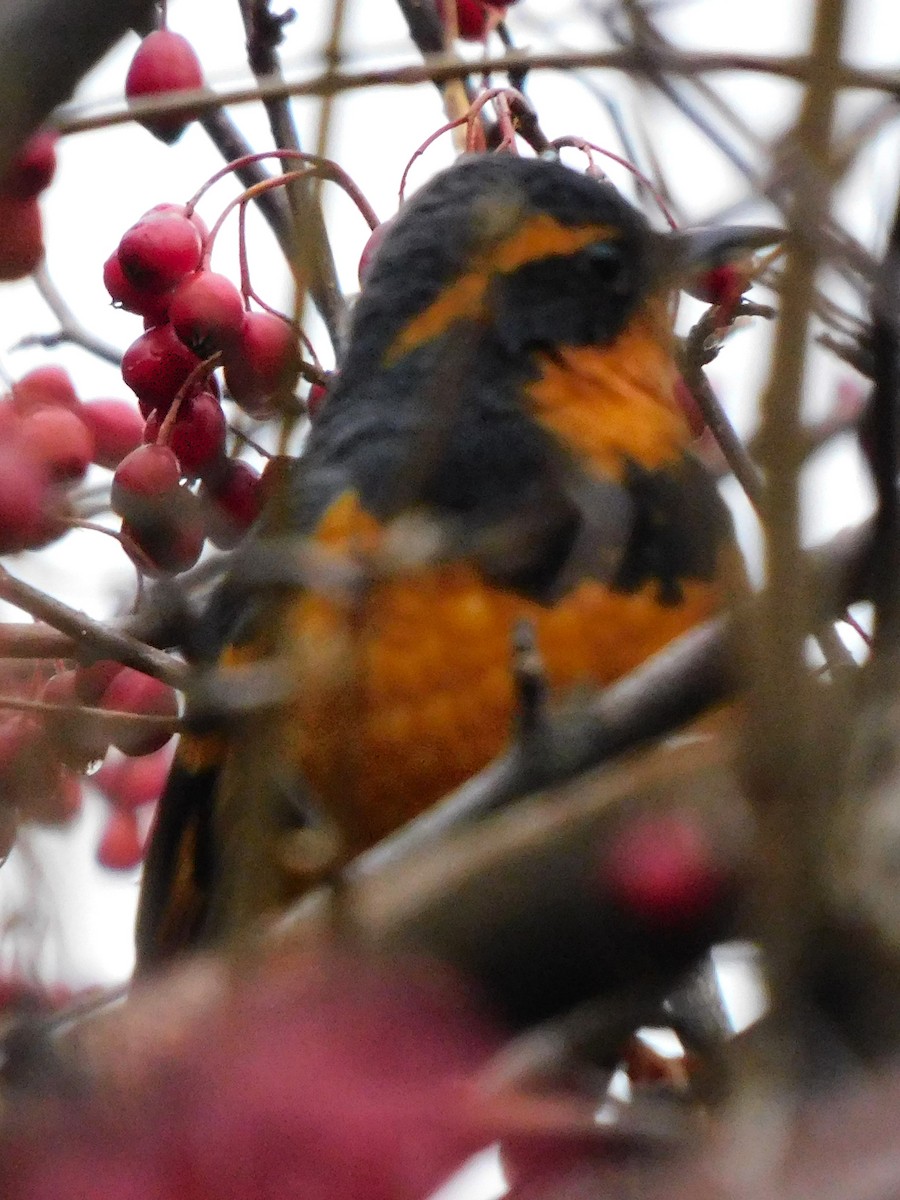 Varied Thrush - ML647054406