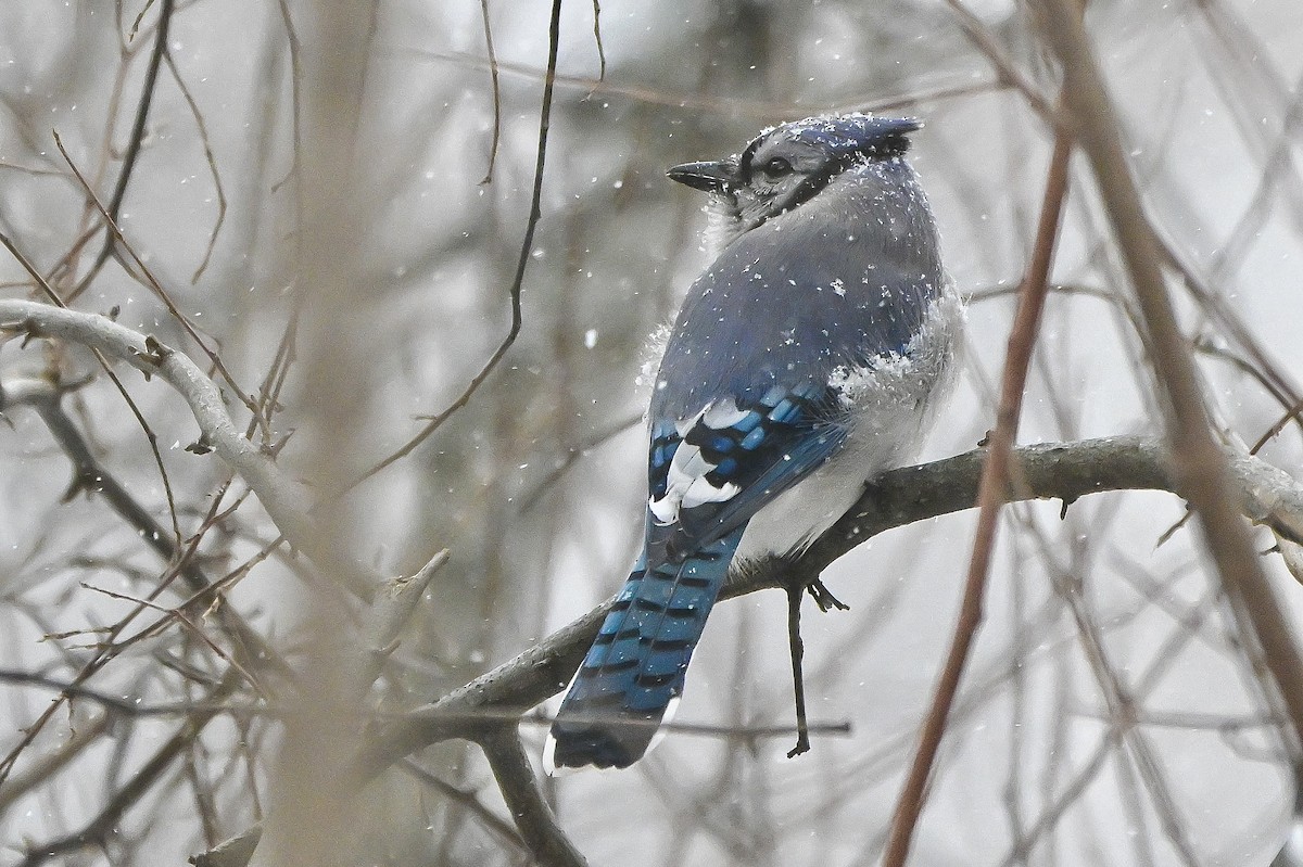 Blue Jay - ML647054410