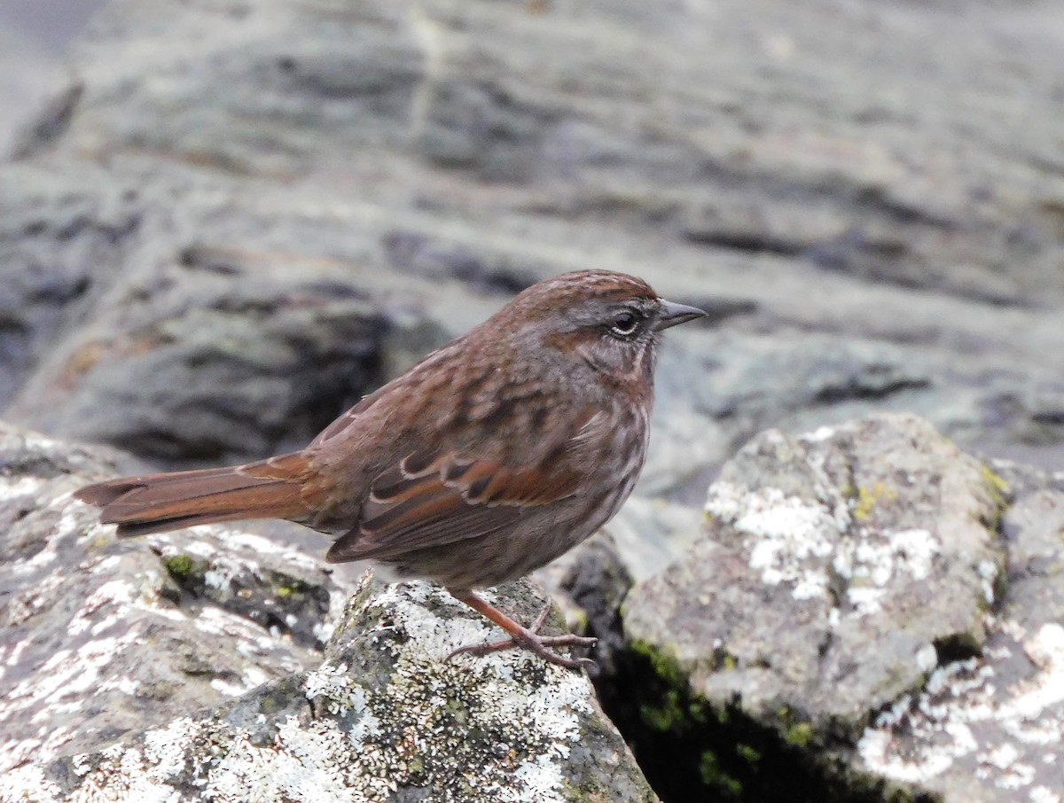 Song Sparrow - ML647054412