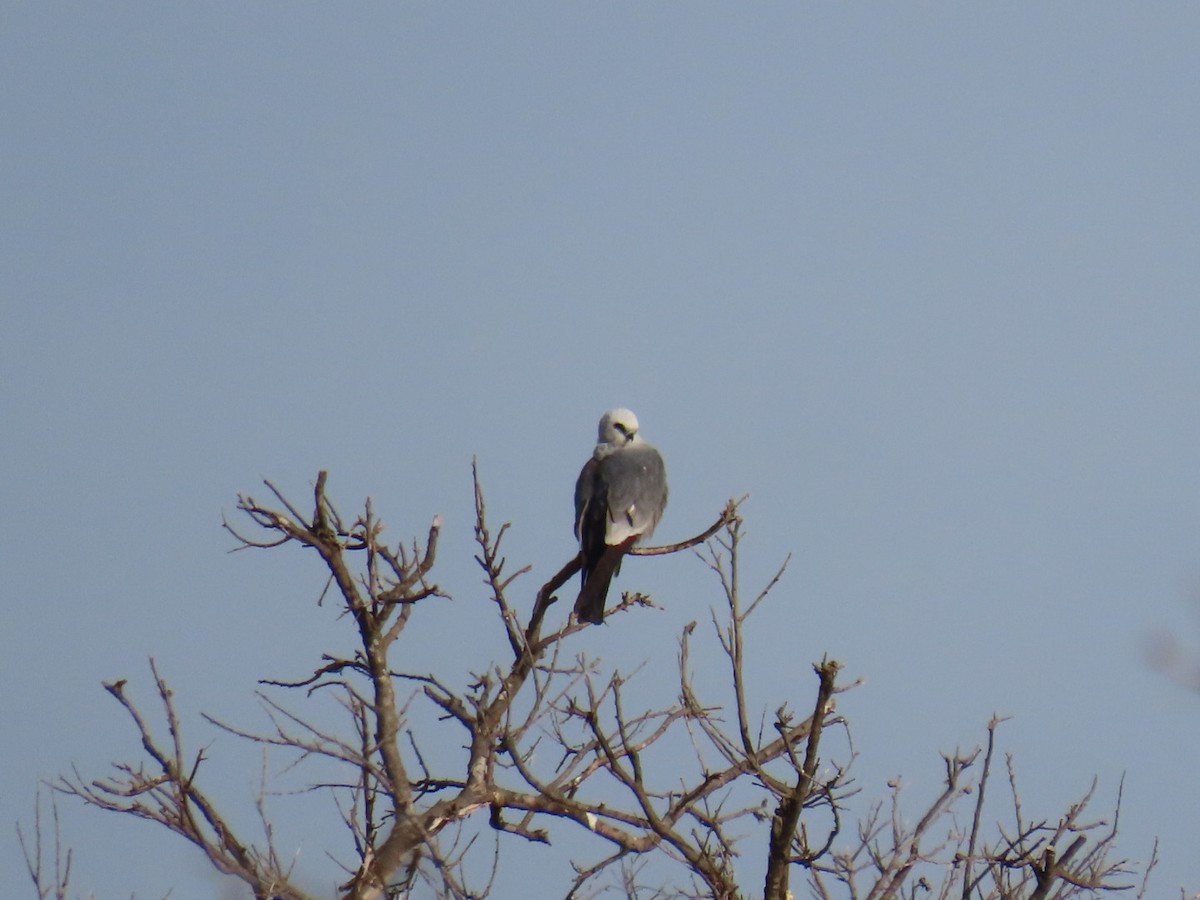 Milan du Mississippi - ML647054414