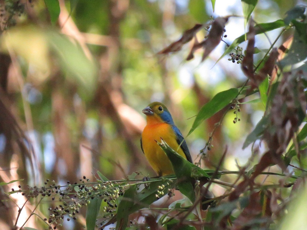 Orange-breasted Bunting - ML647054416