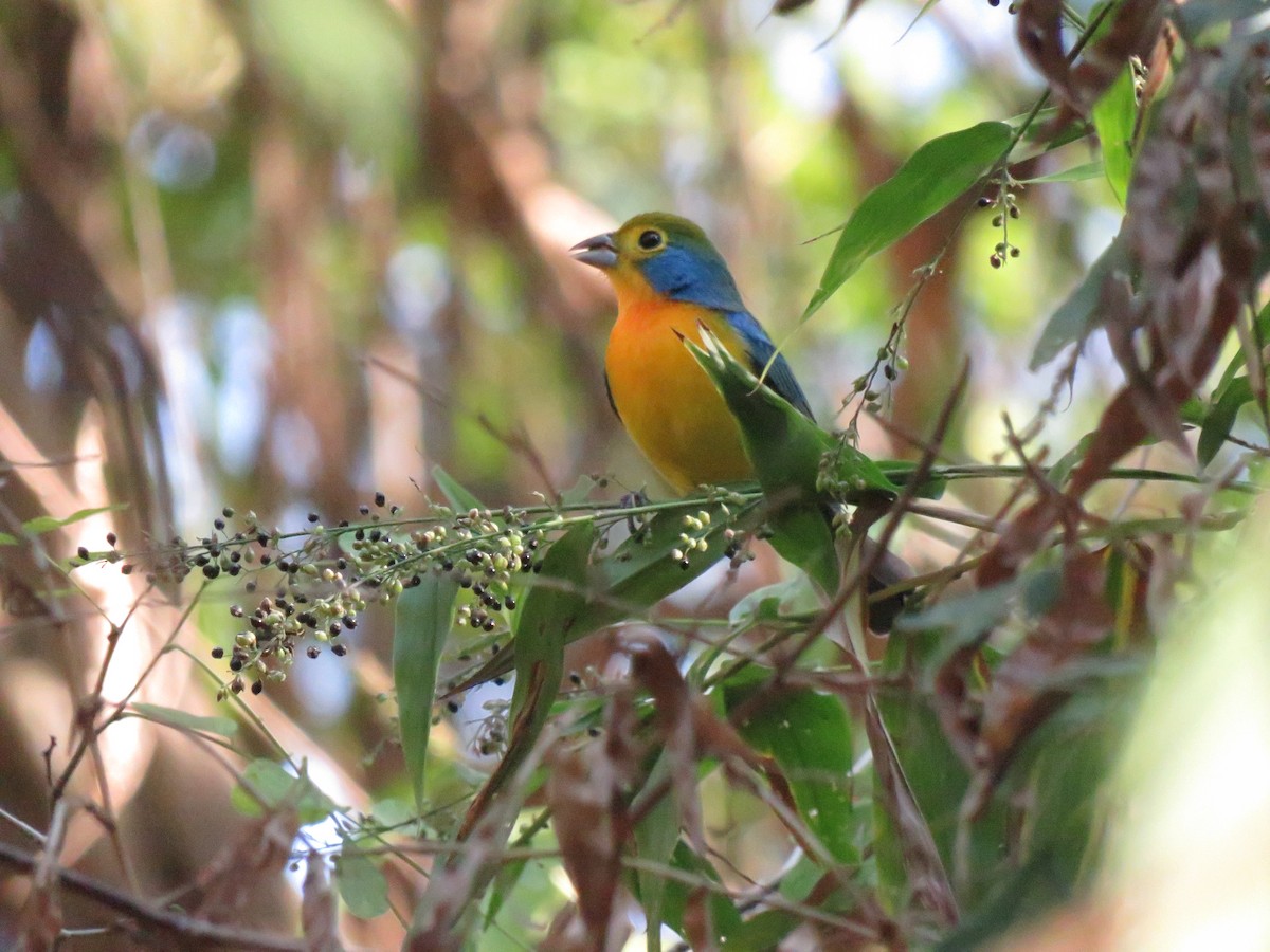 Orange-breasted Bunting - ML647054417