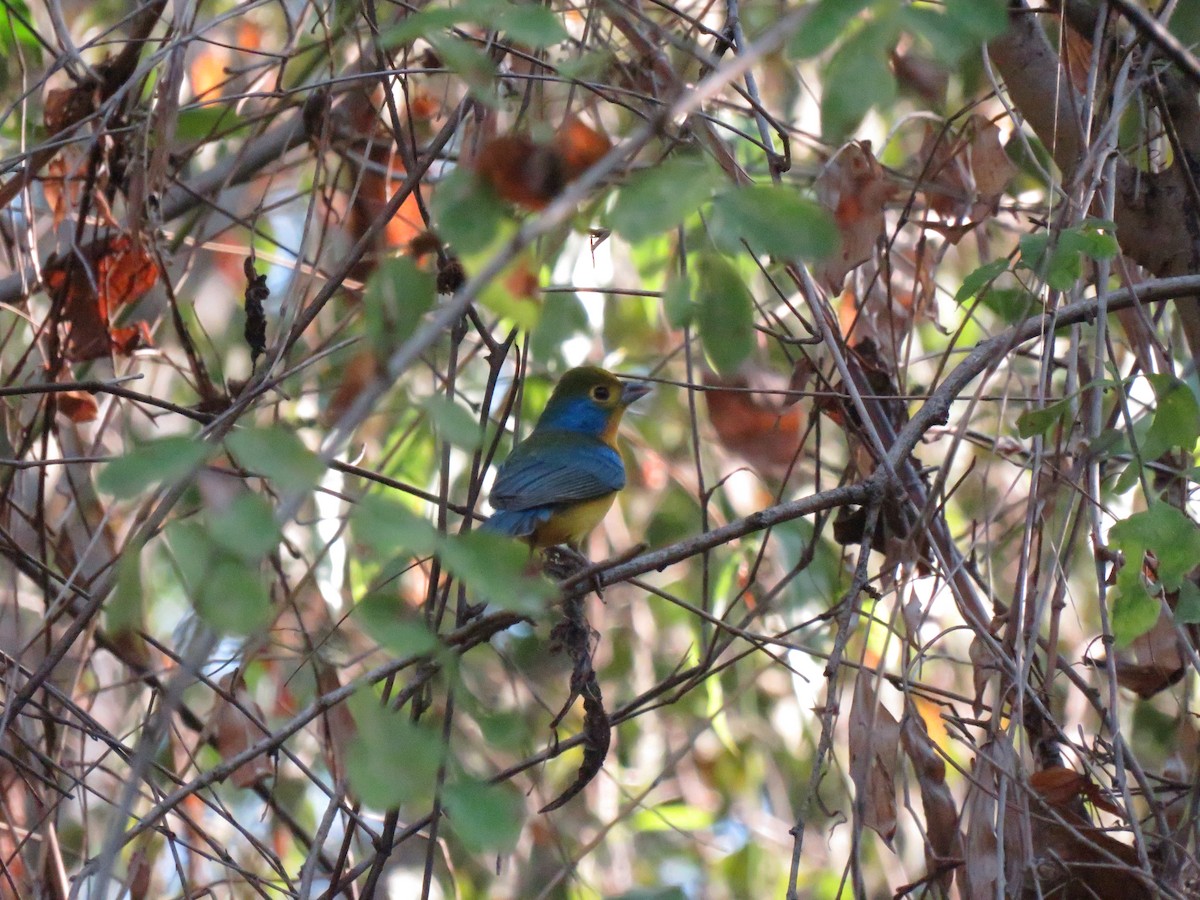 Orange-breasted Bunting - ML647054418