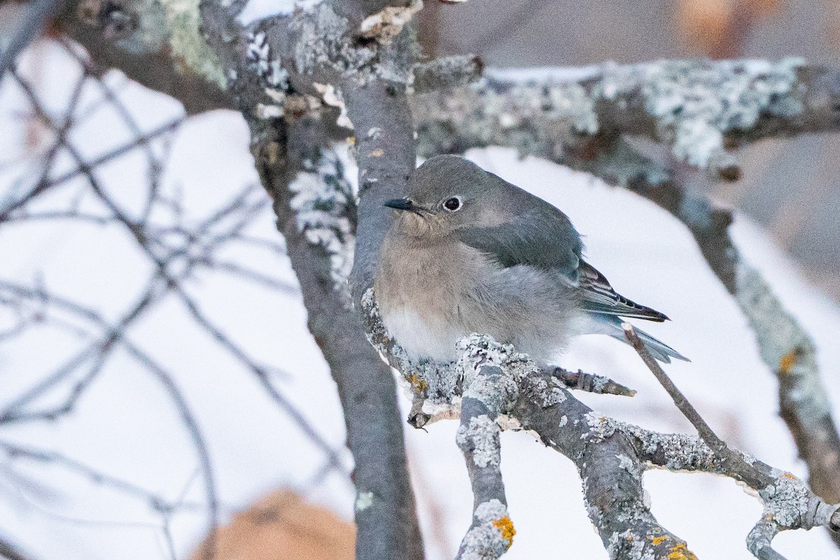 salašník horský - ML647054419