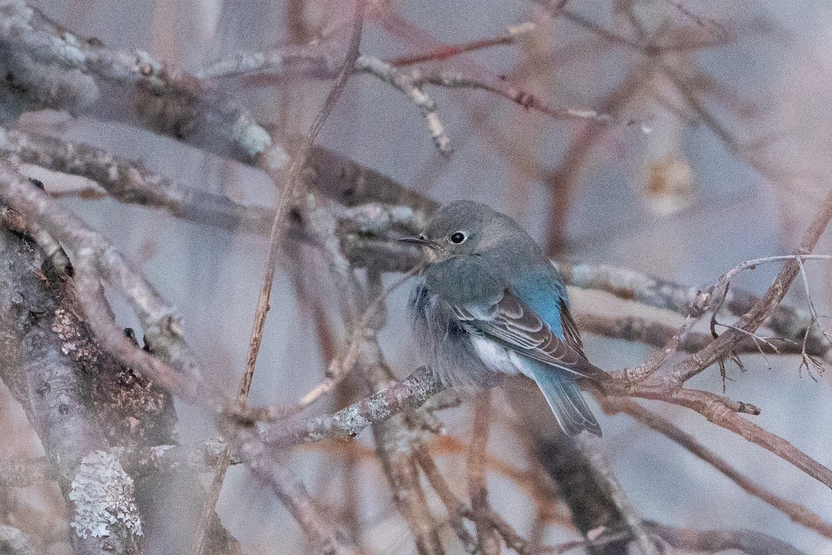 salašník horský - ML647054420