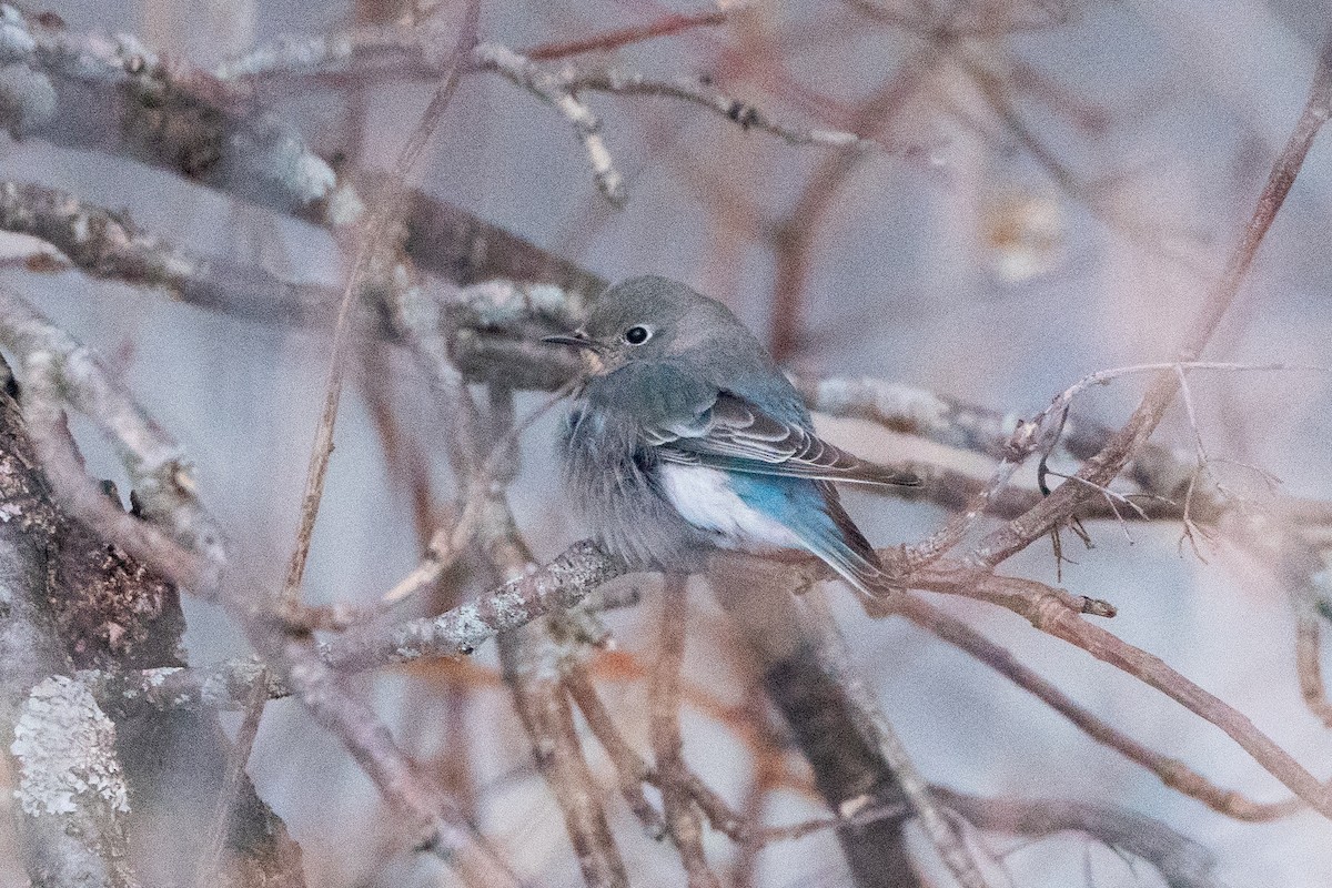 salašník horský - ML647054421