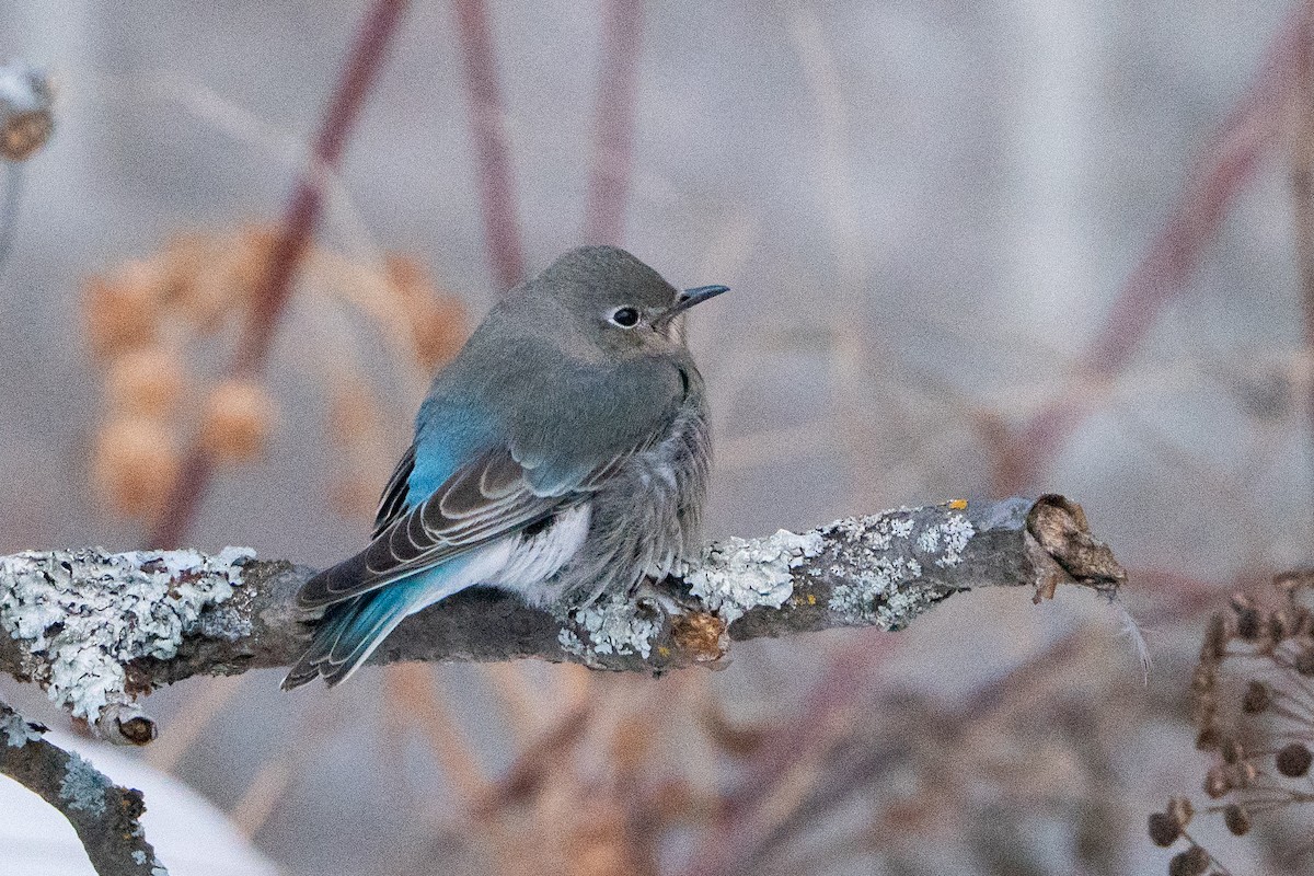 salašník horský - ML647054422