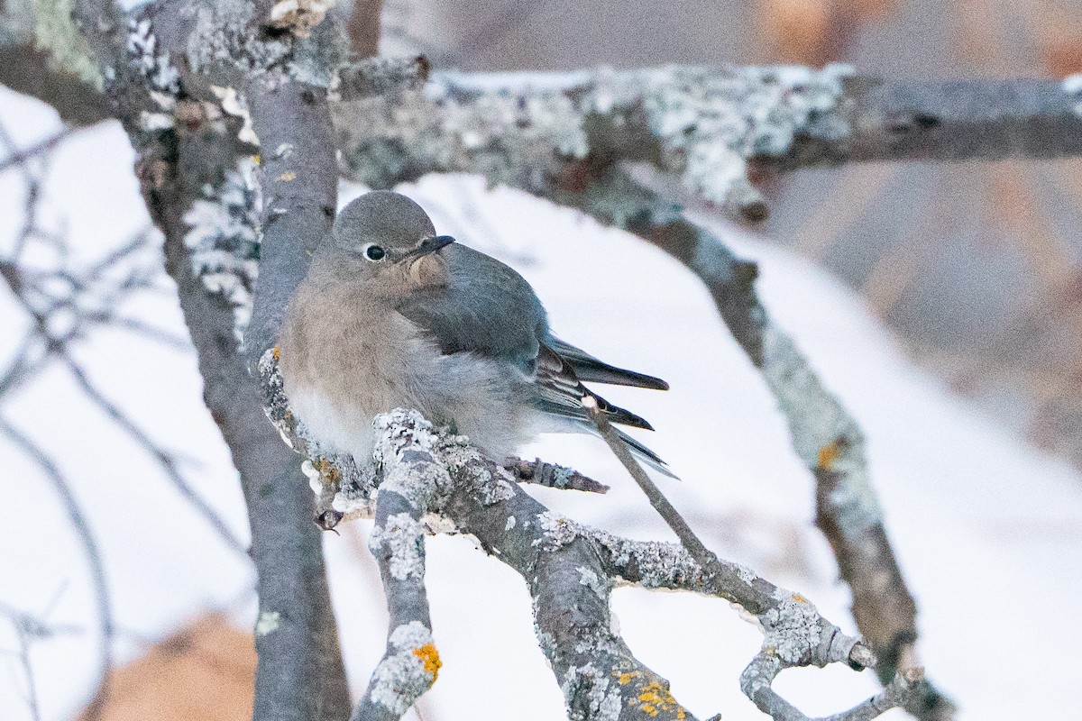 salašník horský - ML647054423