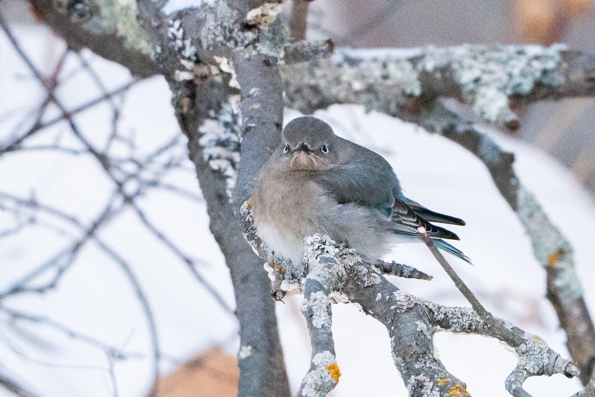 salašník horský - ML647054424