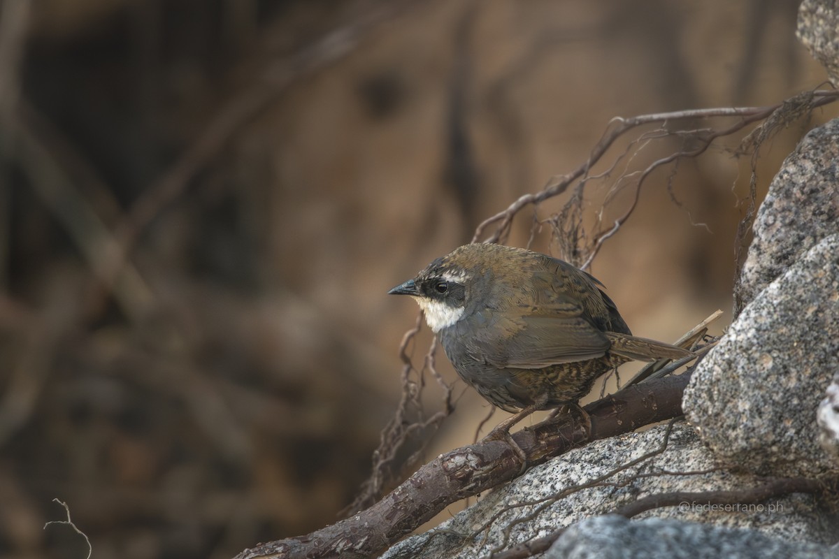 White-browed Tapaculo - ML647054425