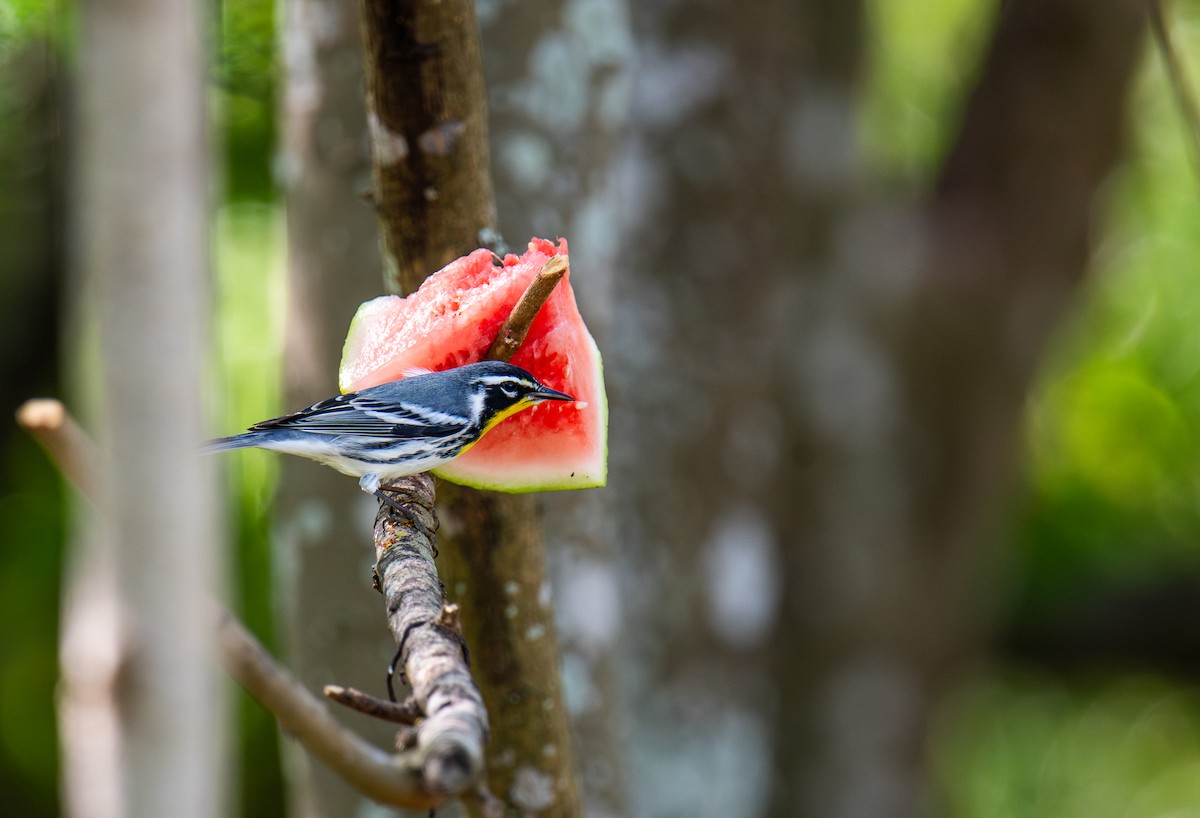 Paruline à gorge jaune - ML647054433