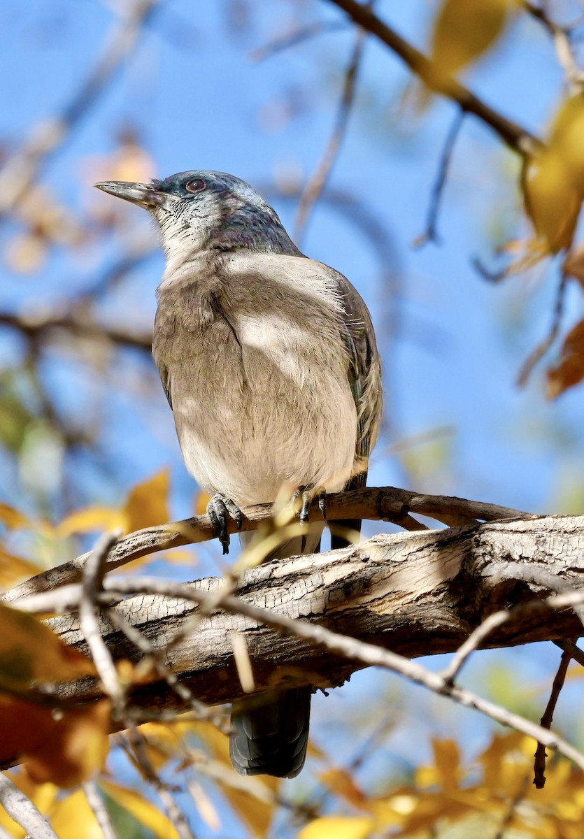 Сойка сіровола - ML647054438
