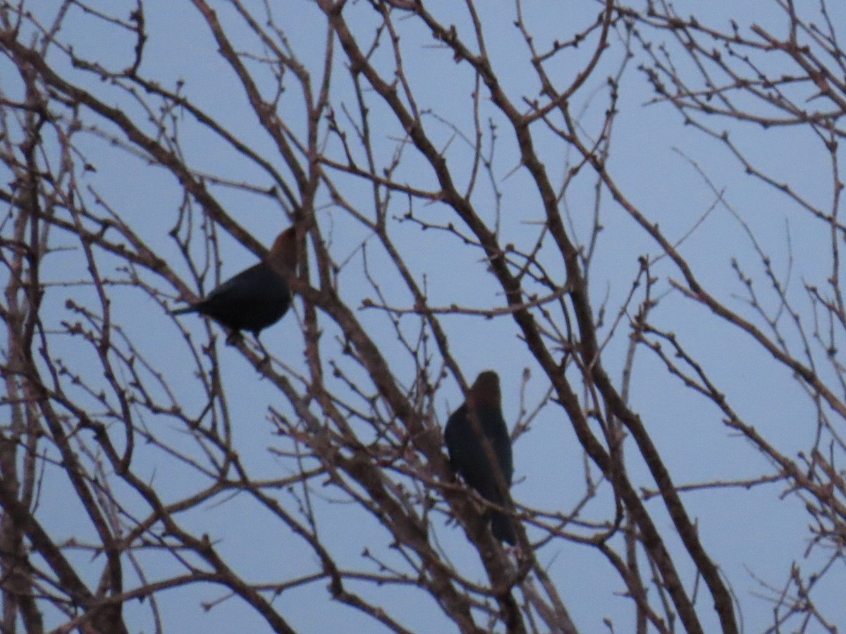 Braunkopf-Kuhstärling - ML647054439