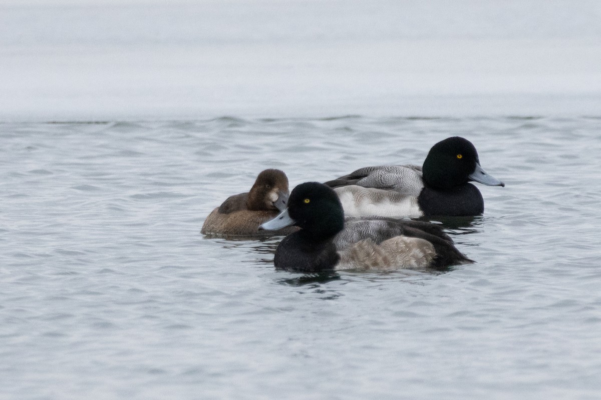 Greater Scaup - ML647054442