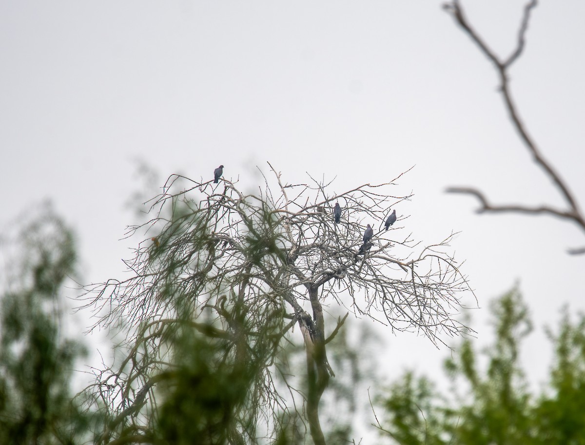 Red-billed Pigeon - ML647054453