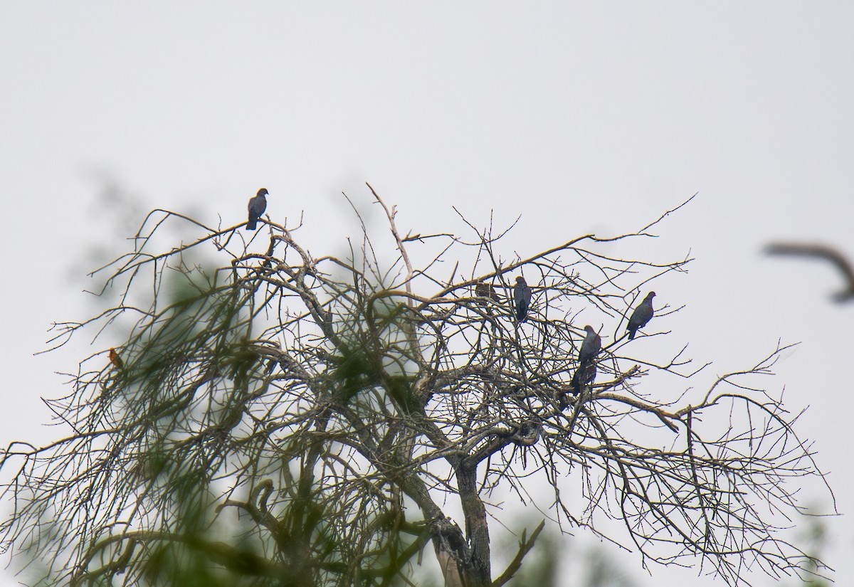 Red-billed Pigeon - ML647054455
