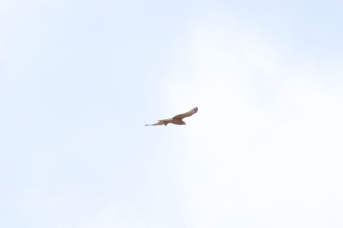 Ошейниковый перепелятник - ML647054462