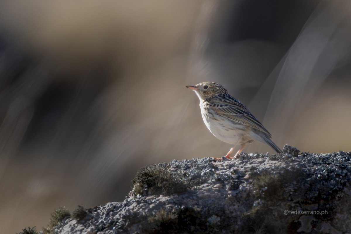 Hellmayr's Pipit - ML647054469