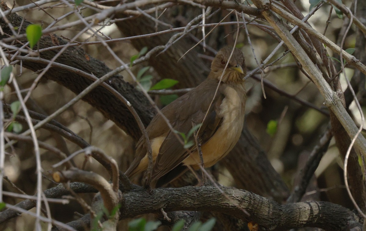 Merle fauve - ML647054473