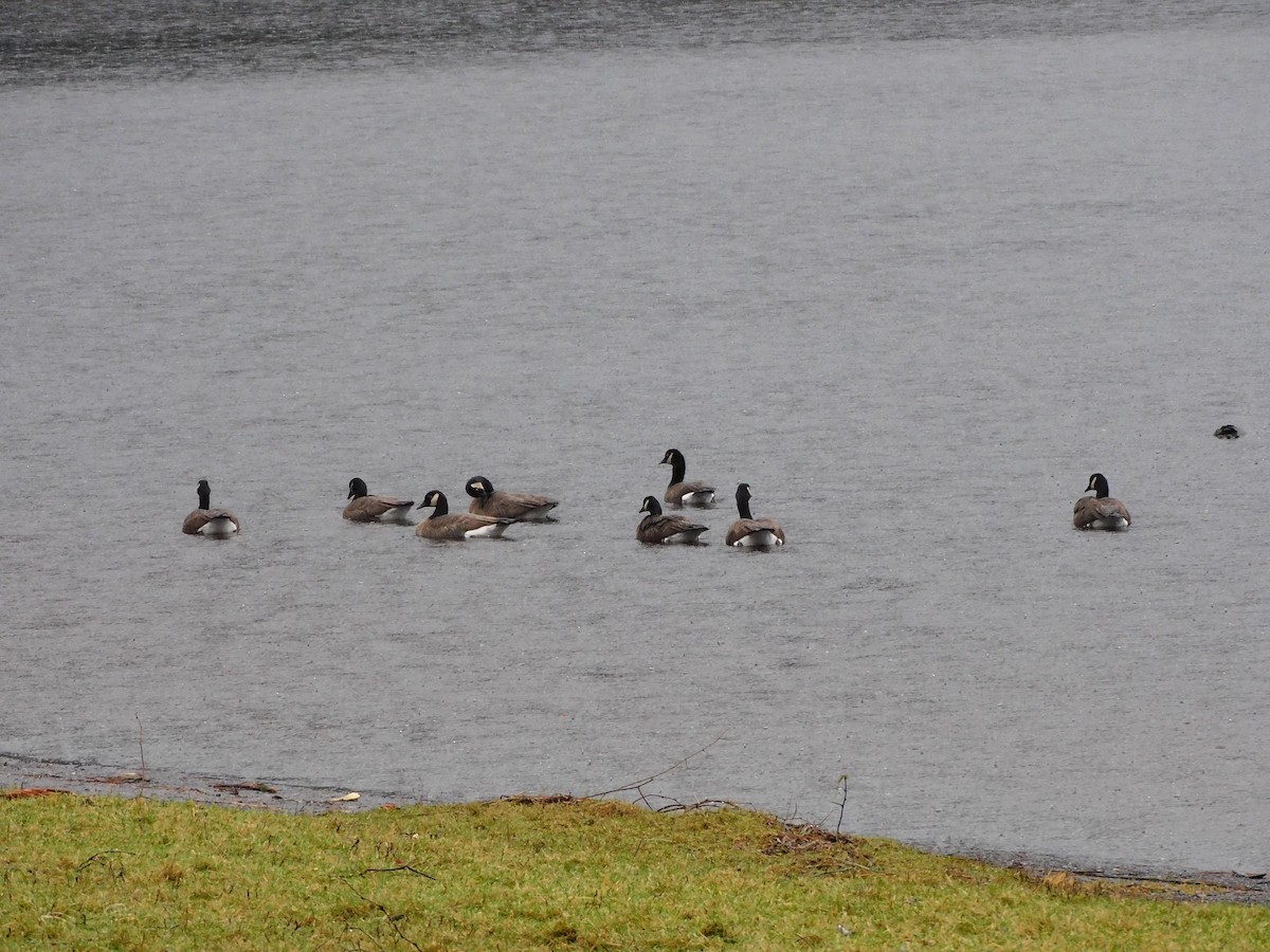 Kanada Kazı - ML647054476