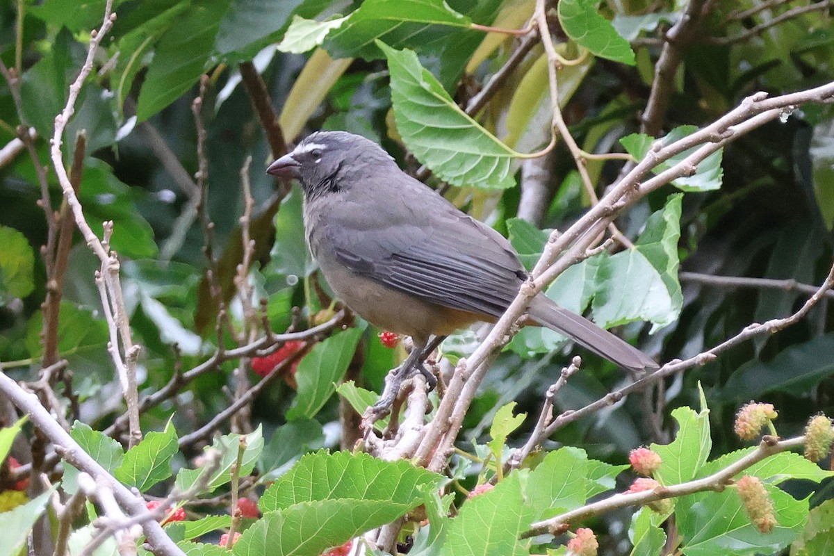 Kuzeyli Kurşuni Saltator - ML647054484