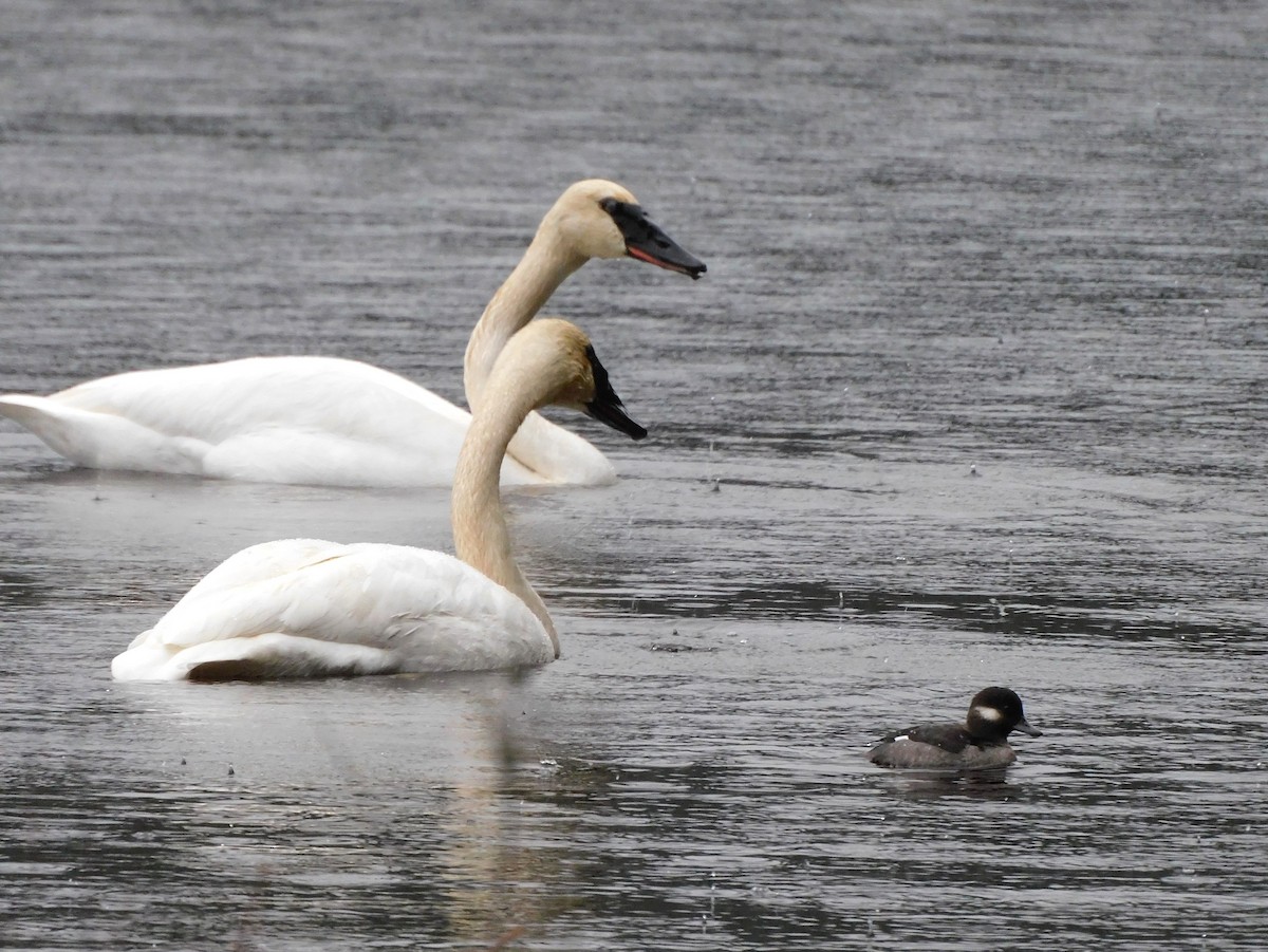 Trumpeter Swan - ML647054486