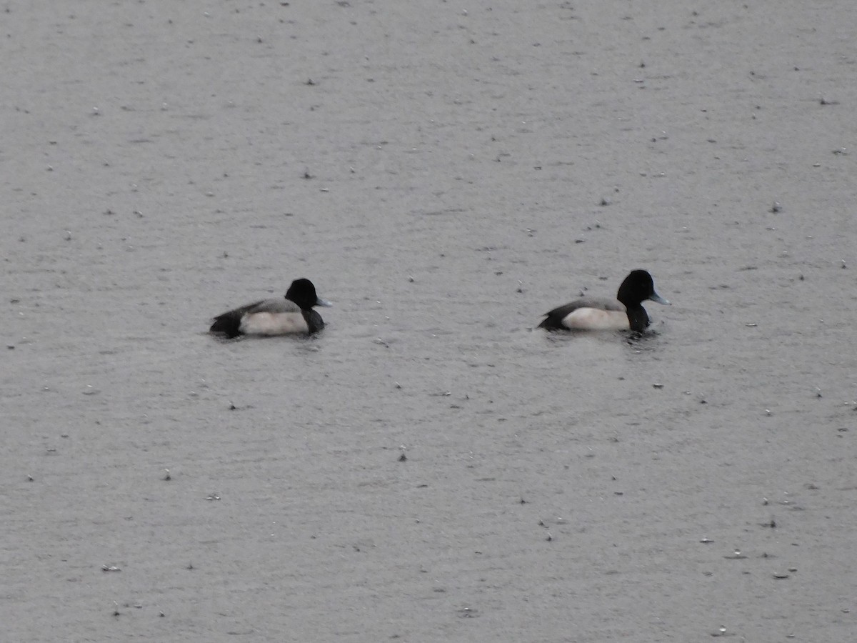 Lesser Scaup - ML647054496