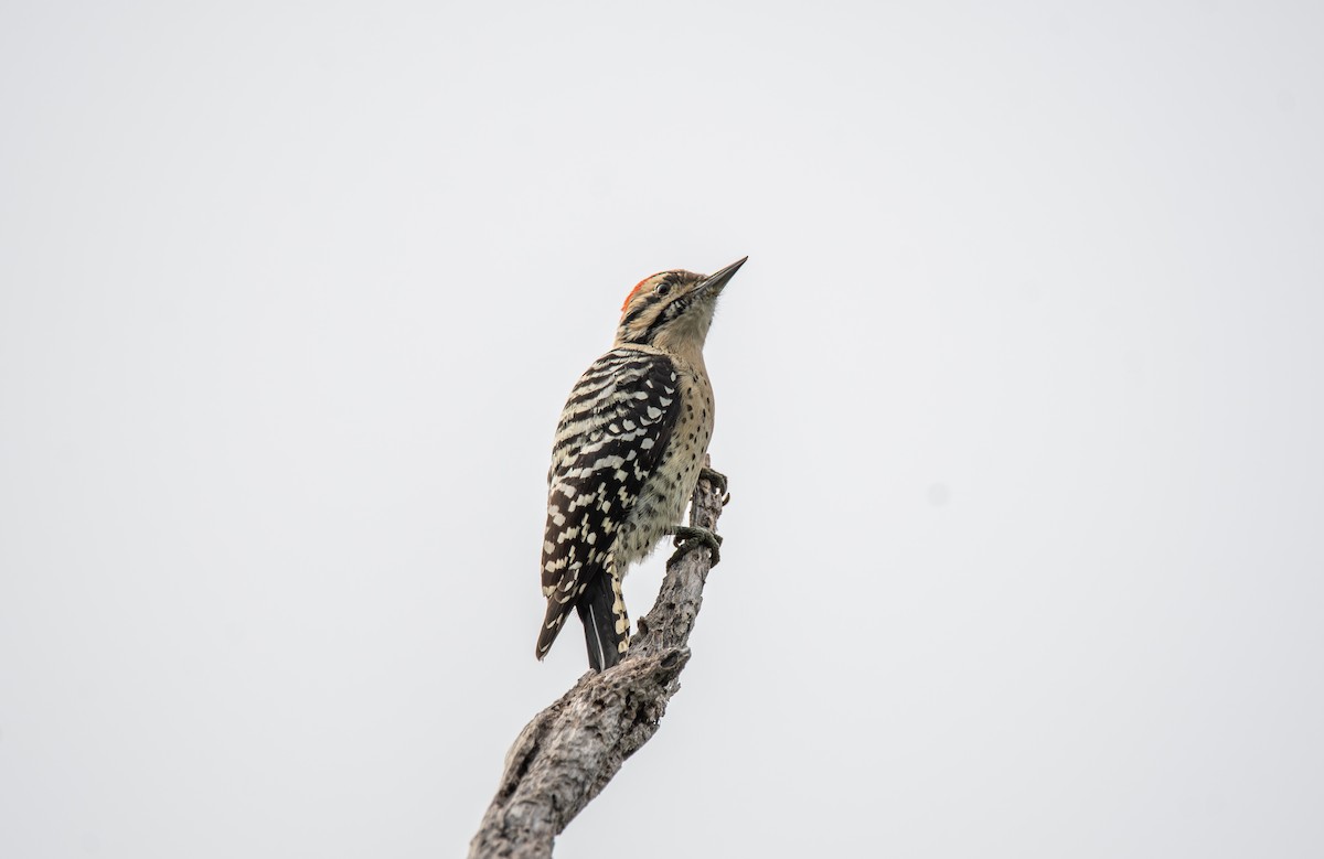 Ladder-backed Woodpecker - ML647054499