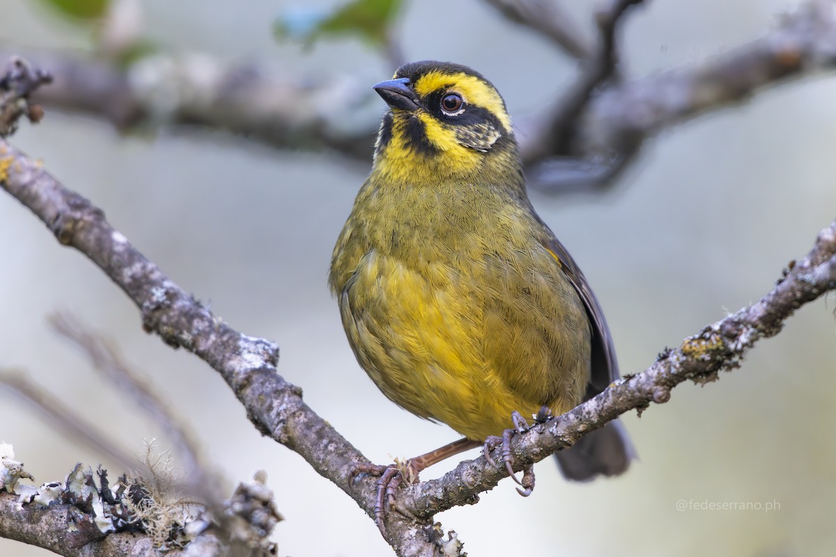 Yellow-striped Brushfinch - ML647054500
